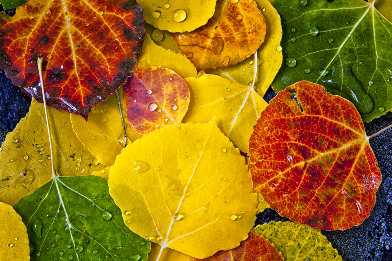 Image of leafs